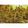Vertigo Auto de Paradise Seeds