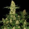 Wappa feminizada de Paradise Seeds