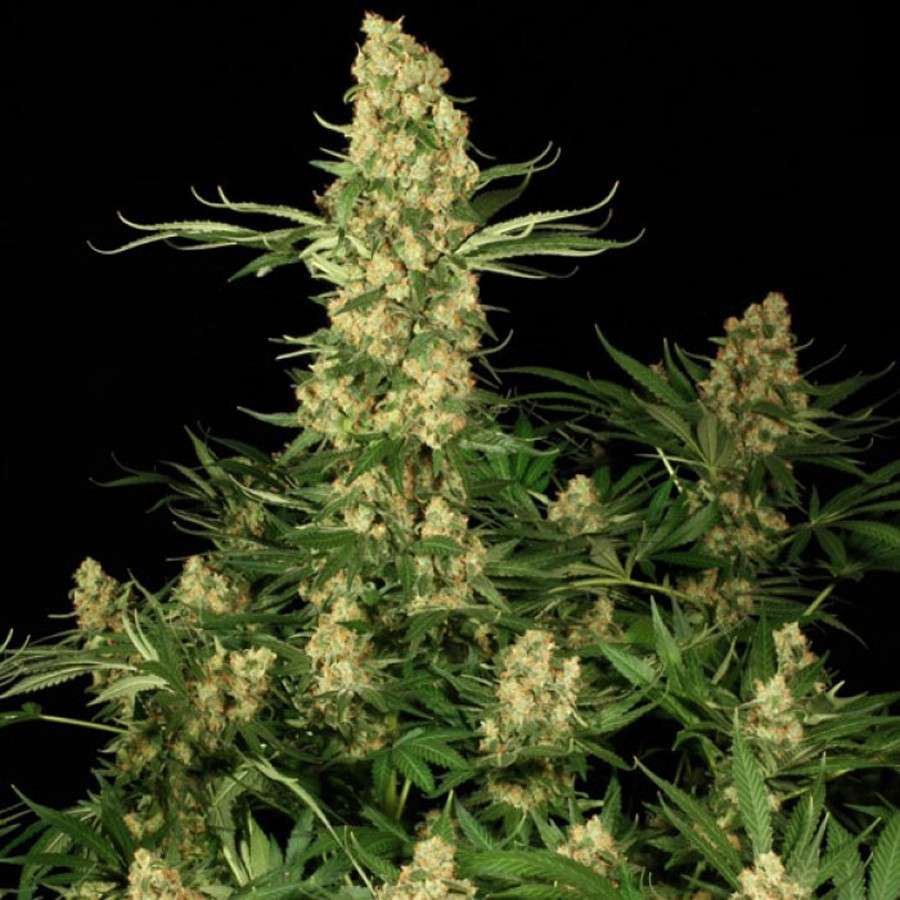 Wappa feminizada de Paradise Seeds