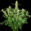 Wappa feminizada de Paradise Seeds