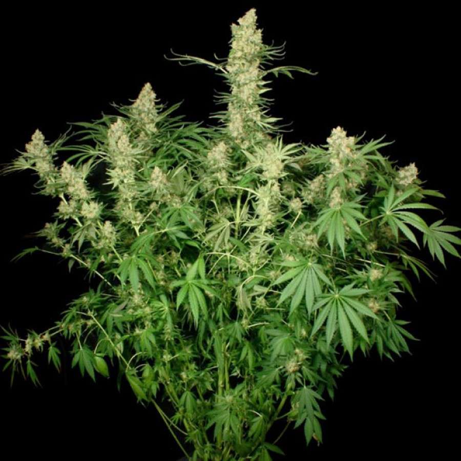 Wappa feminizada de Paradise Seeds
