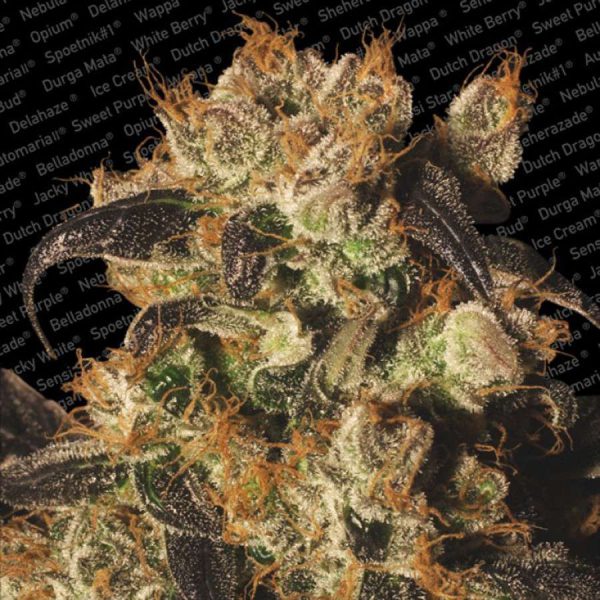 White Berry feminizada de Paradise Seeds