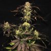 White Berry feminizada de Paradise Seeds