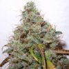 White Berry feminizada de Paradise Seeds