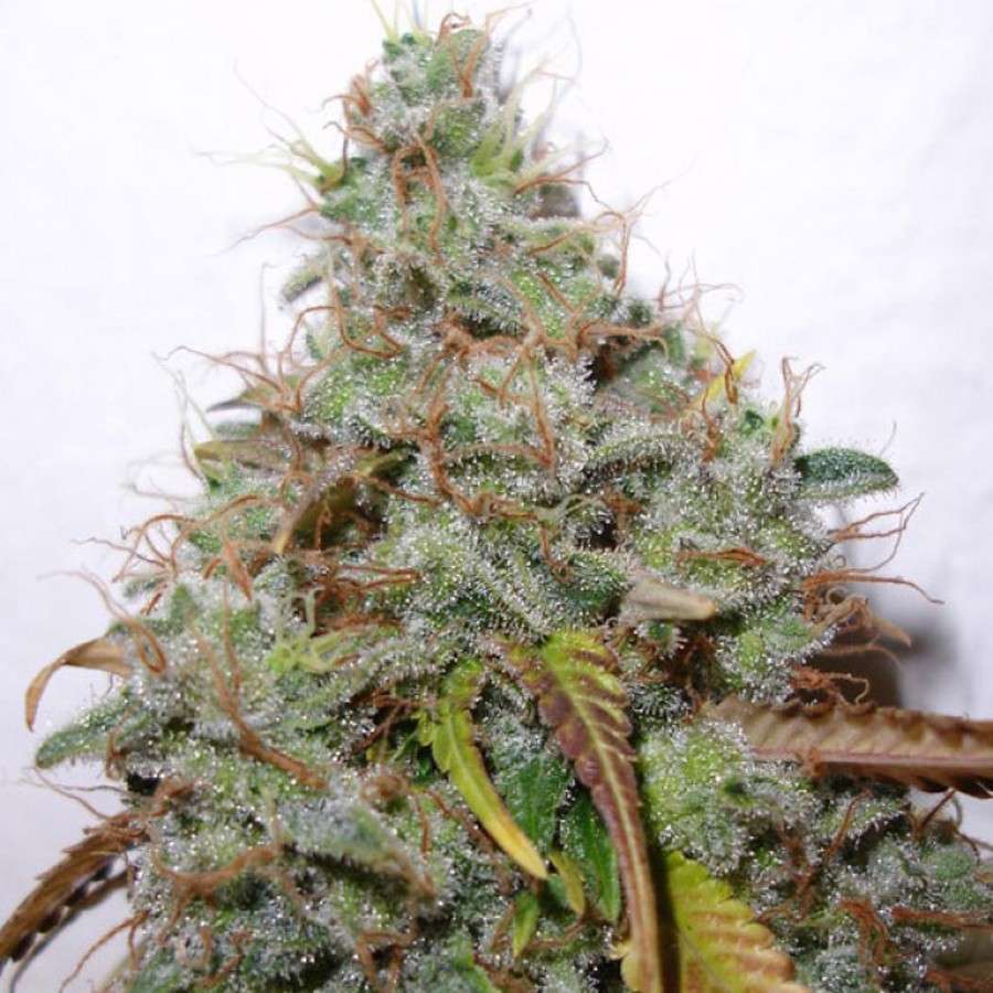 White Berry feminizada de Paradise Seeds