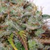 White Berry feminizada de Paradise Seeds