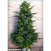 White Berry feminizada de Paradise Seeds