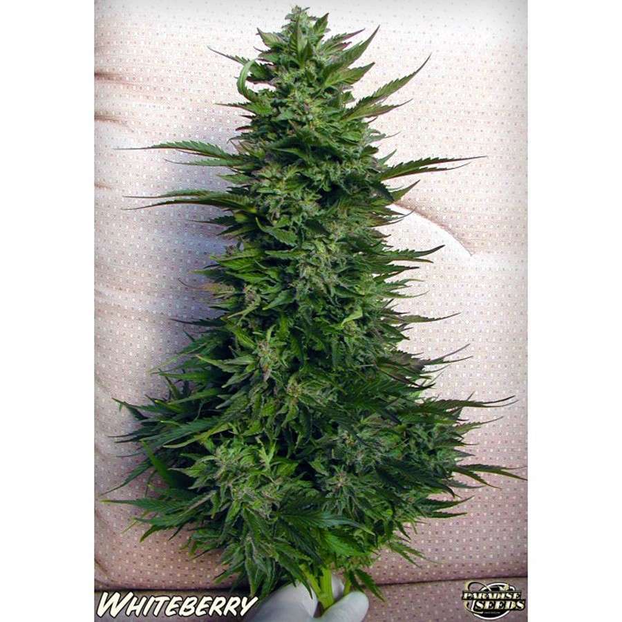 White Berry feminizada de Paradise Seeds