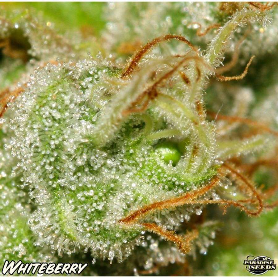 White Berry feminizada de Paradise Seeds