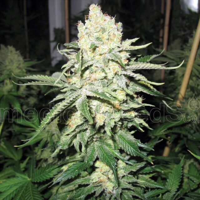 No Name Auto de Medical Seeds