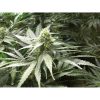 A.M.S. feminizada de Green House Seeds