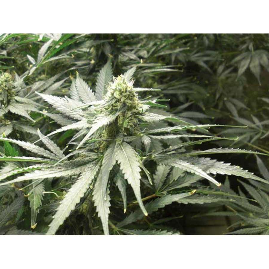 A.M.S. feminizada de Green House Seeds
