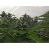 A.M.S. feminizada de Green House Seeds