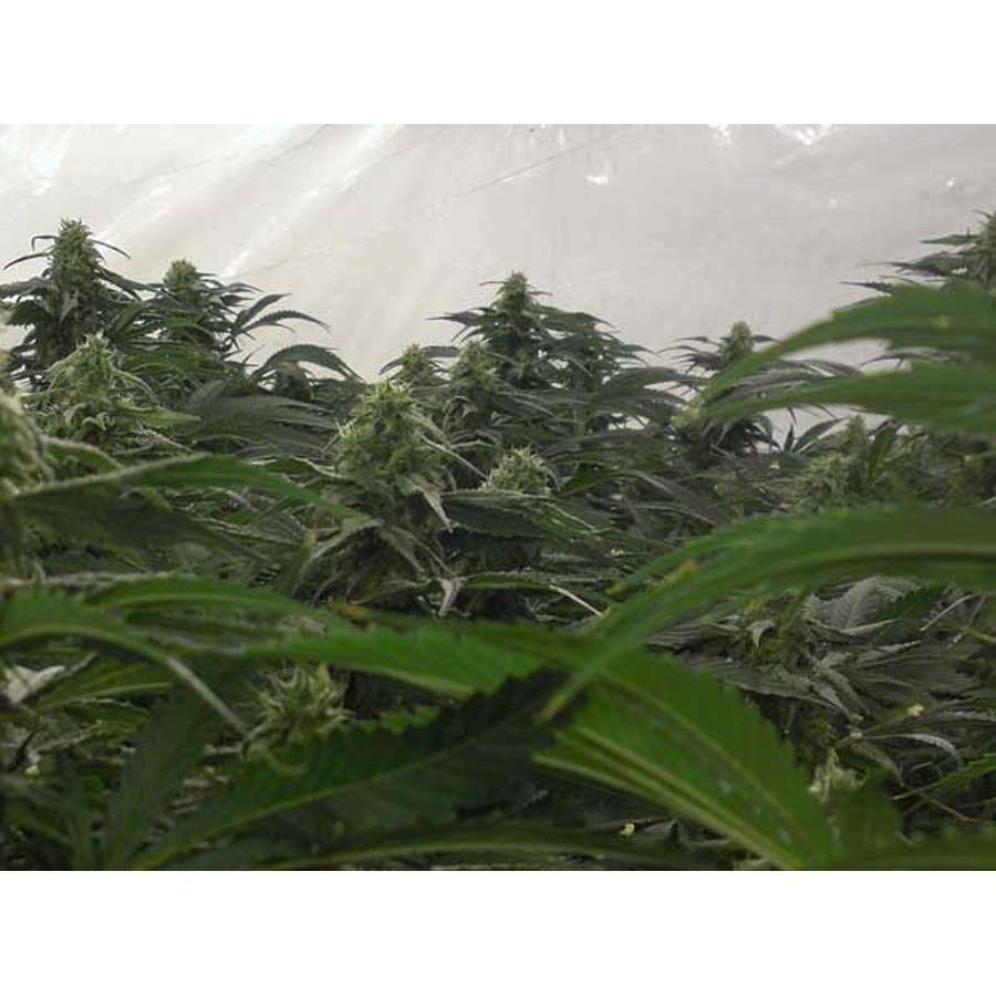 A.M.S. feminizada de Green House Seeds
