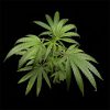 Arjan's Haze 3 feminizada de Green House Seeds