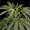 Arjan's Haze 3 feminizada de Green House Seeds