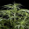 Arjan's Haze 3 feminizada de Green House Seeds