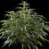 Arjan's Haze 3 feminizada de Green House Seeds