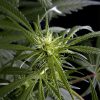 Arjan's Haze 3 feminizada de Green House Seeds