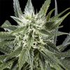 Arjan's Haze 3 feminizada de Green House Seeds