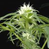 Arjan's Ultra Haze 1 feminizada de Green House Seeds