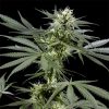 Arjan's Haze 3 feminizada de Green House Seeds