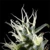 Arjan's Haze 3 feminizada de Green House Seeds