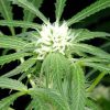 Arjan's Ultra Haze 1 feminizada de Green House Seeds