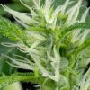 Arjan's Ultra Haze 2 feminizada de Green House Seeds