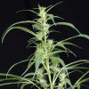 Arjan's Ultra Haze 2 feminizada de Green House Seeds