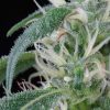 Arjan's Ultra Haze 1 feminizada de Green House Seeds
