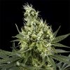 Arjan's Haze 3 feminizada de Green House Seeds