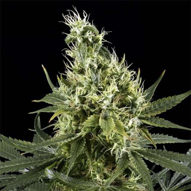 Arjan's Haze 3 feminizada de Green House Seeds