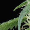 Arjan's Ultra Haze 1 feminizada de Green House Seeds