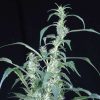 Arjan's Ultra Haze 2 feminizada de Green House Seeds