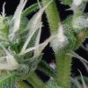 Arjan's Ultra Haze 2 feminizada de Green House Seeds