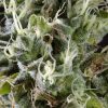 Arjan's Haze 3 feminizada de Green House Seeds