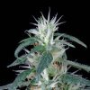 Arjan's Ultra Haze 1 feminizada de Green House Seeds