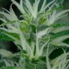 Arjan's Ultra Haze 2 feminizada de Green House Seeds