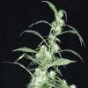 Arjan's Ultra Haze 2 feminizada de Green House Seeds