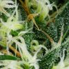 Arjan's Ultra Haze 1 feminizada de Green House Seeds