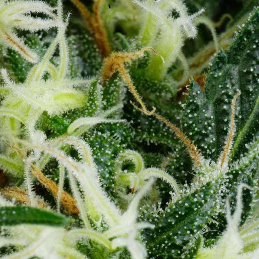 Arjan's Ultra Haze 1 feminizada de Green House Seeds - Imagen 7