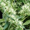 Arjan's Ultra Haze 2 feminizada de Green House Seeds