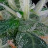 Arjan's Ultra Haze 1 feminizada de Green House Seeds