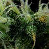Arjan's Ultra Haze 2 feminizada de Green House Seeds