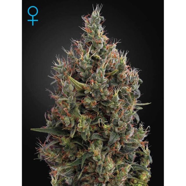 Big Bang Auto de Green House Seeds