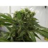 Big Bang feminizada de Green House Seeds
