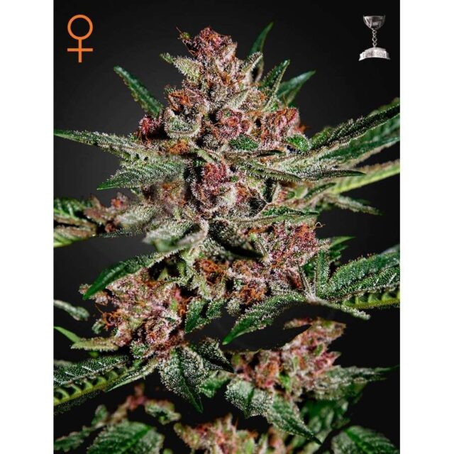 Bubba Kush feminizada de Green House Seeds
