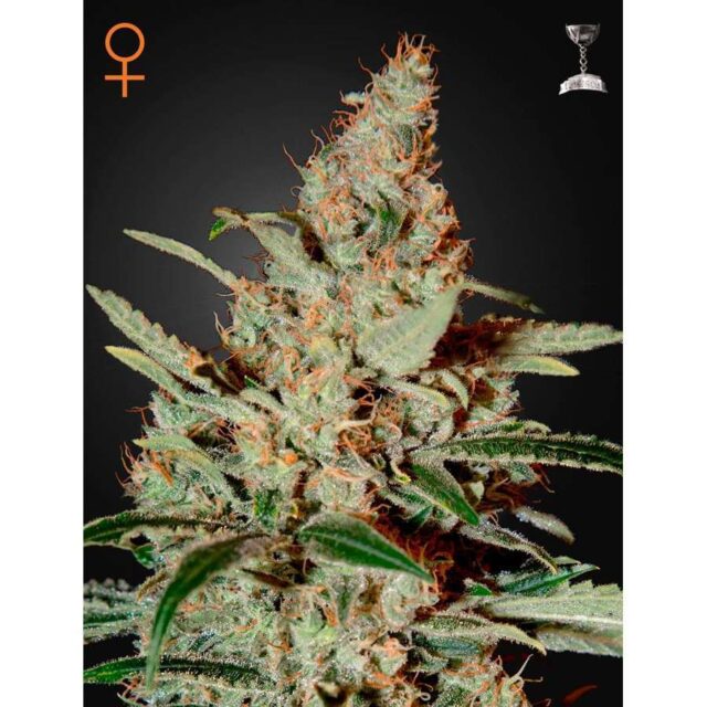Chemdog feminizada de Green House Seeds