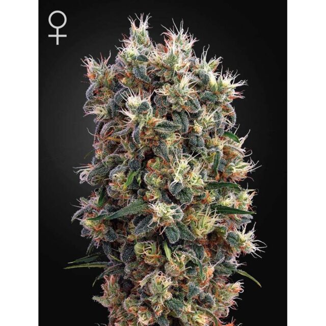 The Church feminizada de Green House Seeds